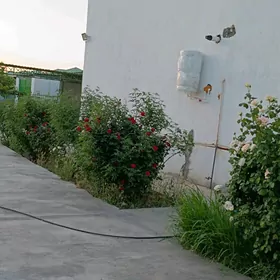 satlyk taze zaman katej