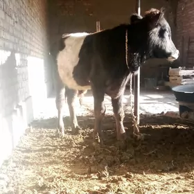 Tohum Öküz Gibrit 8 aýynda