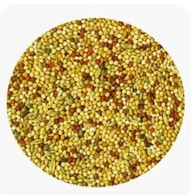 Popugay gus imleri setklary