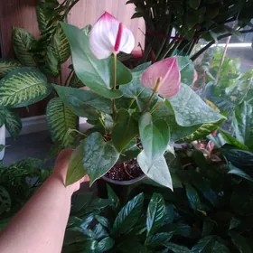 ЦВЕТЫ ДОСТУПНЫЕ ЦЕНЫ