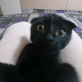 веслаухий котёнок