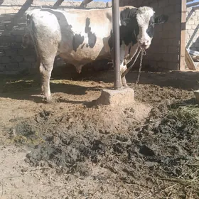 golsteyin howur okuz