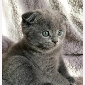 вислоухие британские котята