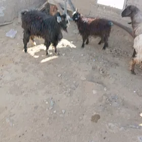 yeri bugdayyly goyun cevis gec