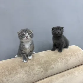 Котята весло ухо Pişijikler