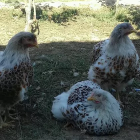 Виандот велое золото