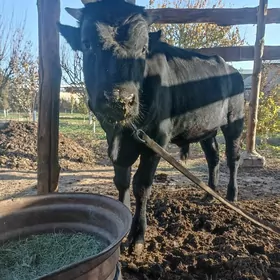 ökuz окуз şwes