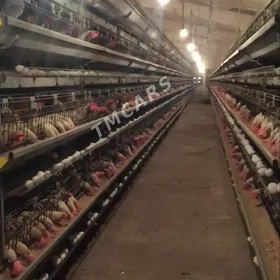 99 Gekdar Towuk ferma