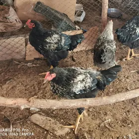 Gigant towuk horazlar 20 sany