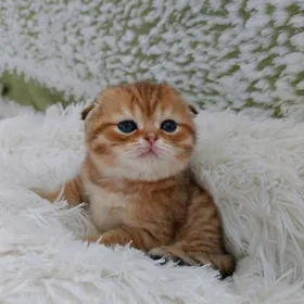 Золотая табби шиншилла