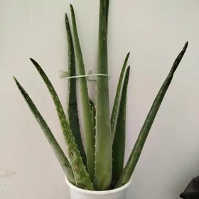 сингониумы потосы алоэ