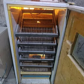 inkubator инкубатор