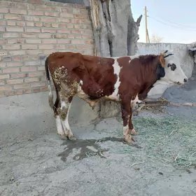 simentalyñ gibridi okuz