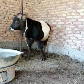 Gibrit Tohum Öküz 8 aýlyk