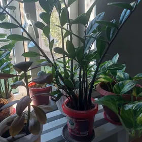 замиокулькос