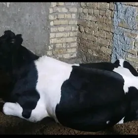 ОКУЗ ГАЛЬШТЕЙИН