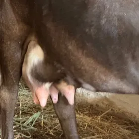 Göleli sygyr süytli