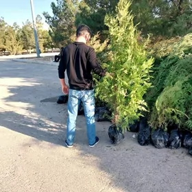 Tuýalar we Miweli  BAGLAR