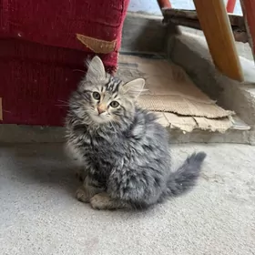 Котенок отдам