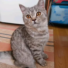 БРИТАНСКИЙ КОТ