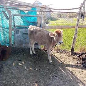 Satlyk göle gulajyn