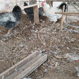 хораз  породы Гигант