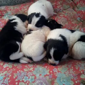 домашние животные