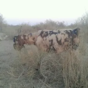 Пакистан метис гечи