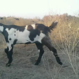 Пакистан овлак