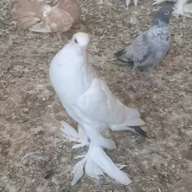 kepderi голуби