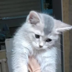 шотландский шиншилла