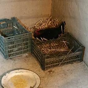 курк товук kurk