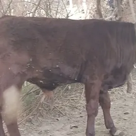 ókiz 1 ýaśap gelýàn