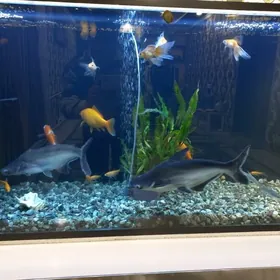 Akwaryum balyklar