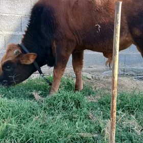 göle bir ÿaşap geçen