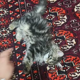 В добрые руки