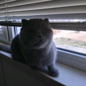 Шотландские вислоухие