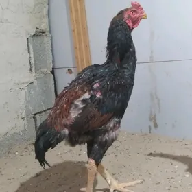 taşkent horoz cempion