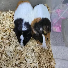 Морские свинки