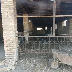 karamiyaz daca sygyr ferma.