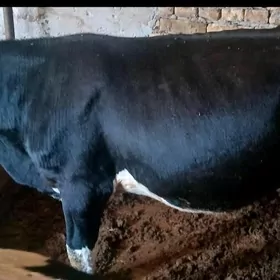 ГАЛЬШТЕЙИН  ОКУЗ