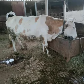 öküz ve bogaz sygyr