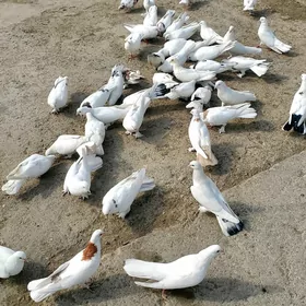 Kepderi Голуби