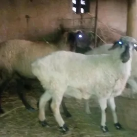 gisar goyun garagozel