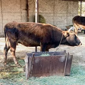 2Gysyr Sygyr(1guzlan)