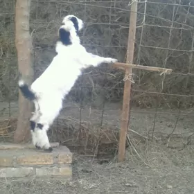 Пакистан метис овлак