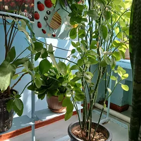 отаг гуллери