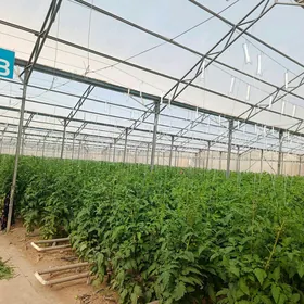 İSGAR OGLAN GYZ GELİN ALYAS