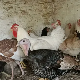 gigant towuk ýumurtga