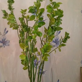 Березка большая